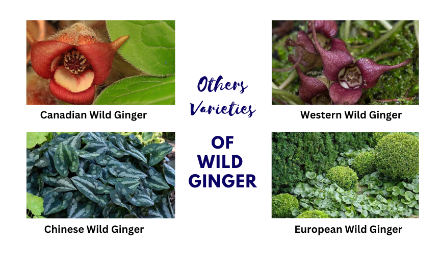 Canadian Wild Ginger