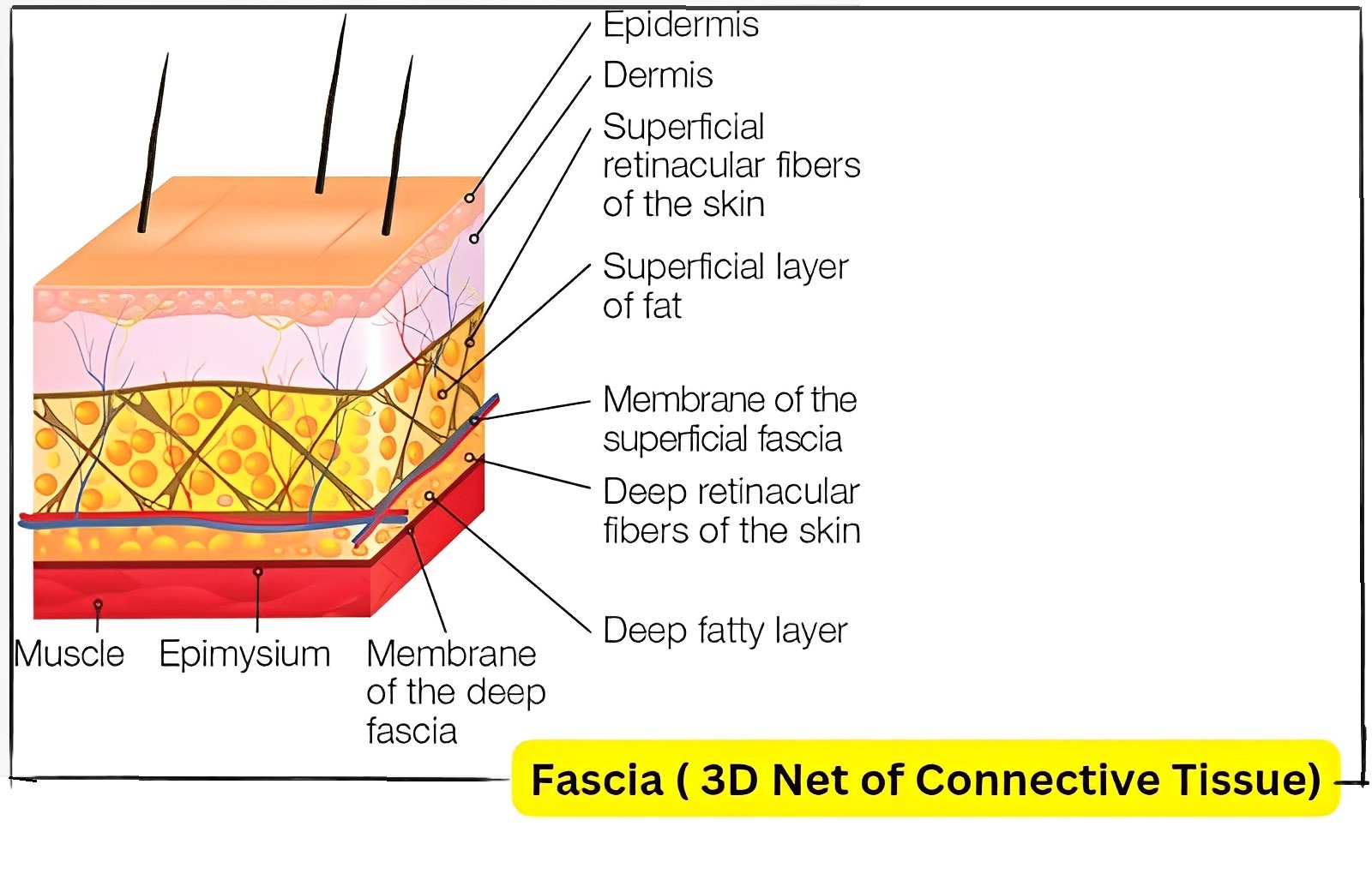 Fascia- benefits of Fascial Stretch Therapy